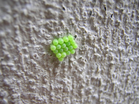 北の昆虫 北の暮らし 札幌 宮の森から