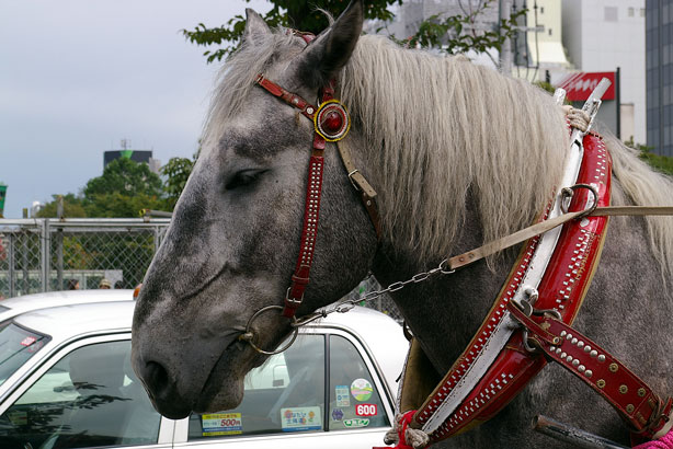 幌馬車 北の暮らし 札幌 宮の森から