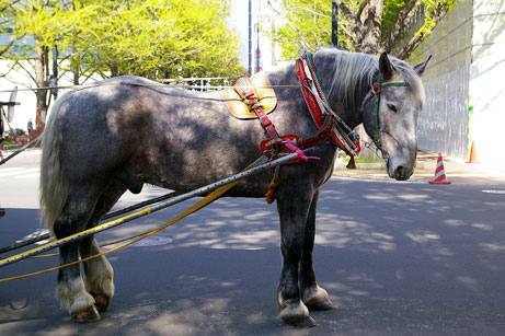 札幌観光 幌馬車 北の暮らし 札幌 宮の森から