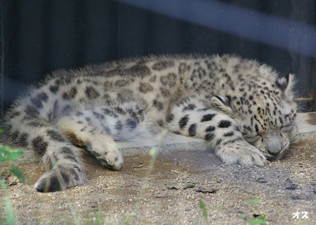 ユキヒョウ物語 28 北の暮らし 札幌 宮の森から