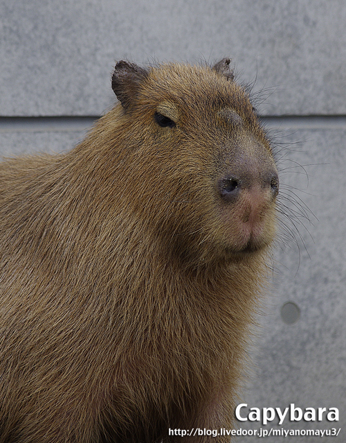 カピバラとクモザル 北の暮らし 札幌 宮の森から