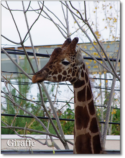 旭山動物園のキリン 新獣舎へお引越し 北の暮らし 札幌 宮の森から