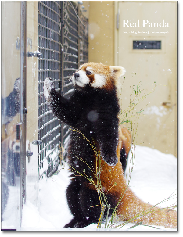 旭山動物園 レッサーパンダ チャーミン一家 | 北の暮らし ～札幌・宮の森から～