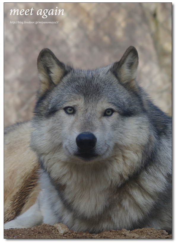 とくしま動物園 シンリンオオカミ ユウキ 北の暮らし 札幌 宮の森から