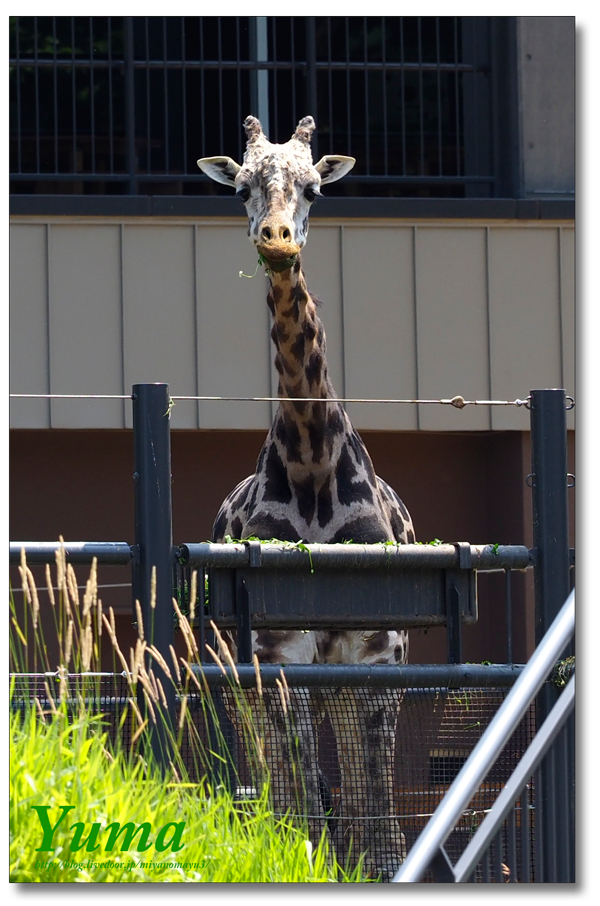 マサイキリン ユウマ 北の暮らし 札幌 宮の森から