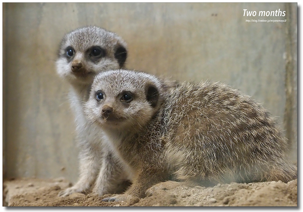 ミーアキャットの赤ちゃん愛称投票実施中 北の暮らし 札幌 宮の森から