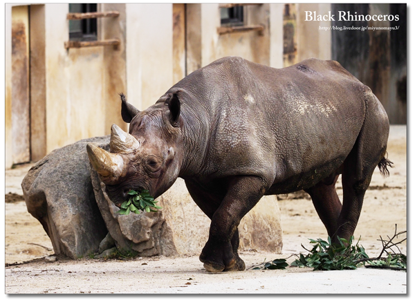 ヒガシクロサイ ヘイルストーン 安佐動物公園 北の暮らし 札幌 宮の森から