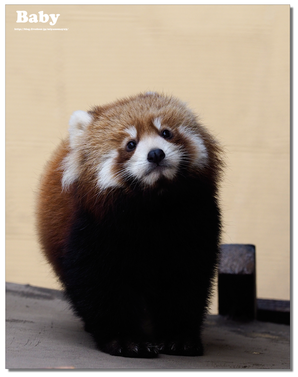 レッサーパンダの双子の赤ちゃん 守守 糸糸 北の暮らし 札幌 宮の森から