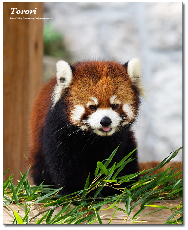 公園 安佐 動物 屏東勝利動物溜滑梯公園開放 動物主題萌翻你我