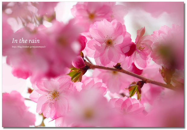 雨の桜 北の暮らし 札幌 宮の森から