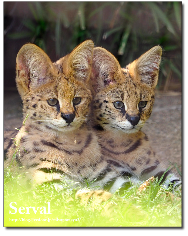 多摩動物公園のサーバルキャット 北の暮らし 札幌 宮の森から