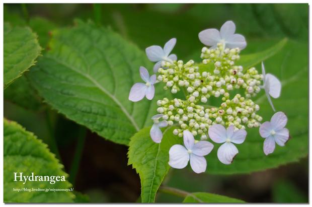 咲き始めた紫陽花 北の暮らし 札幌 宮の森から