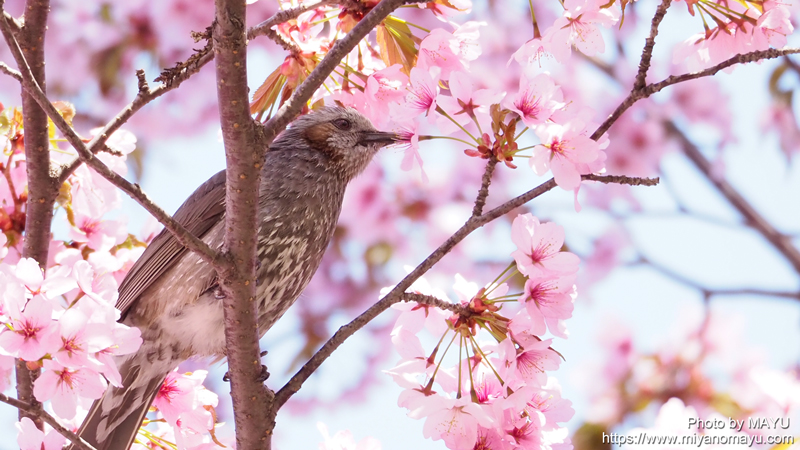 花の蜜が大好きなヒヨドリ 年5月7日野鳥記録 北の暮らし 札幌 宮の森から