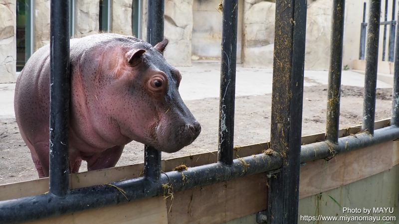 旭山動物園で27年ぶりに誕生したカバの赤ちゃん メス 小さくて柵から顔が出ています 北の暮らし 札幌 宮の森から