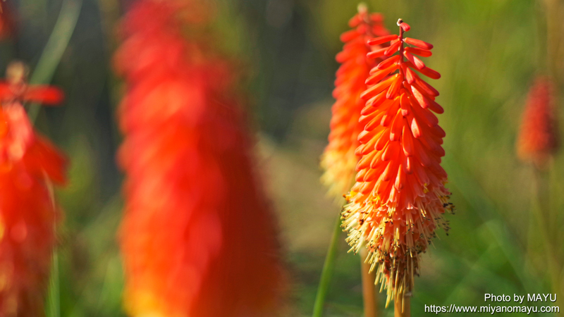 夏の花トリトマ開花 別名は赤熊百合 北の暮らし 札幌 宮の森から