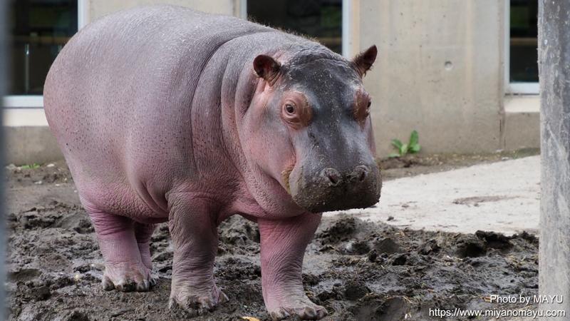 旭山動物園カバの赤ちゃんの毛とかば館の歴史 北の暮らし 札幌 宮の森から