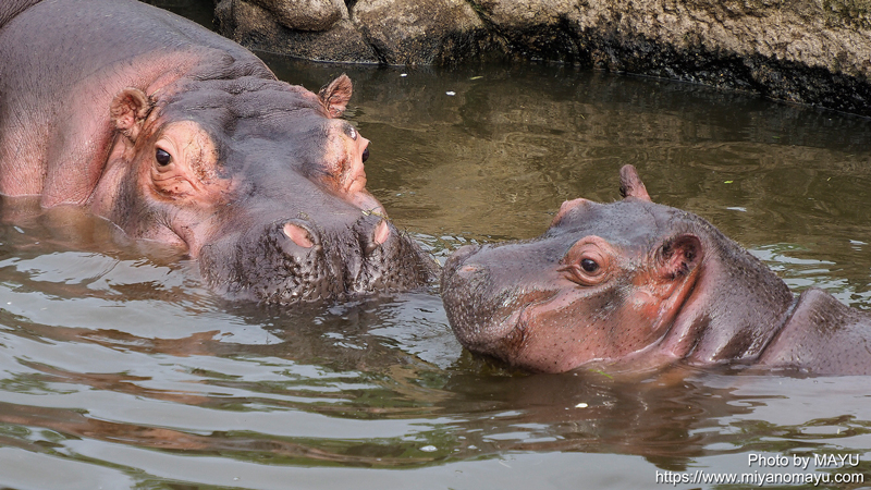 旭山動物園のカバの赤ちゃん愛称は凪子 北の暮らし 札幌 宮の森から