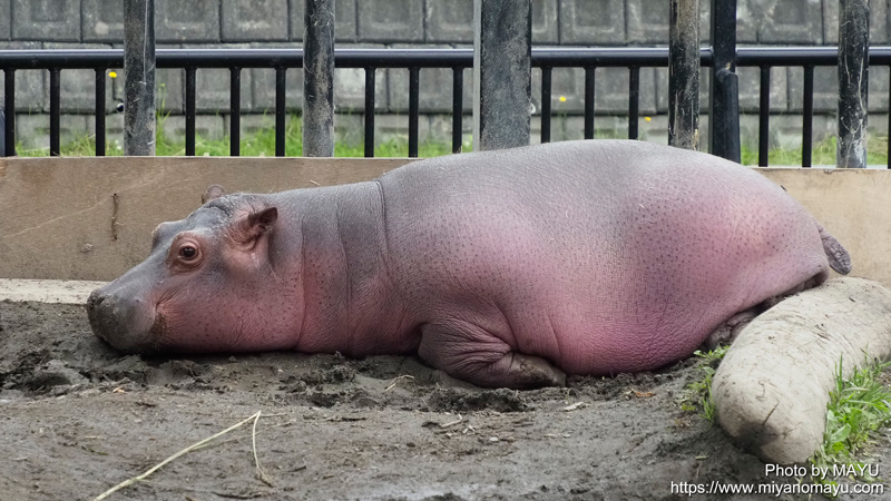 旭山動物園のカバの赤ちゃん愛称は凪子 北の暮らし 札幌 宮の森から