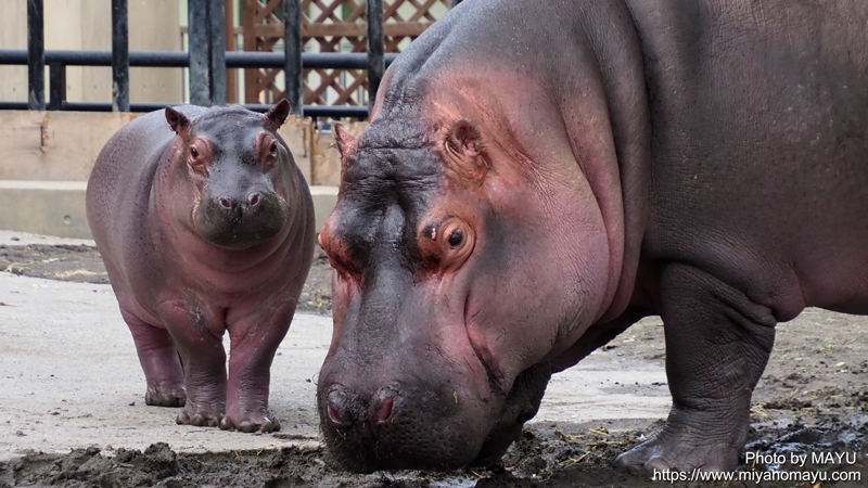 走ると速い カバの赤ちゃん凪子 旭山動物園 北の暮らし 札幌 宮の森から