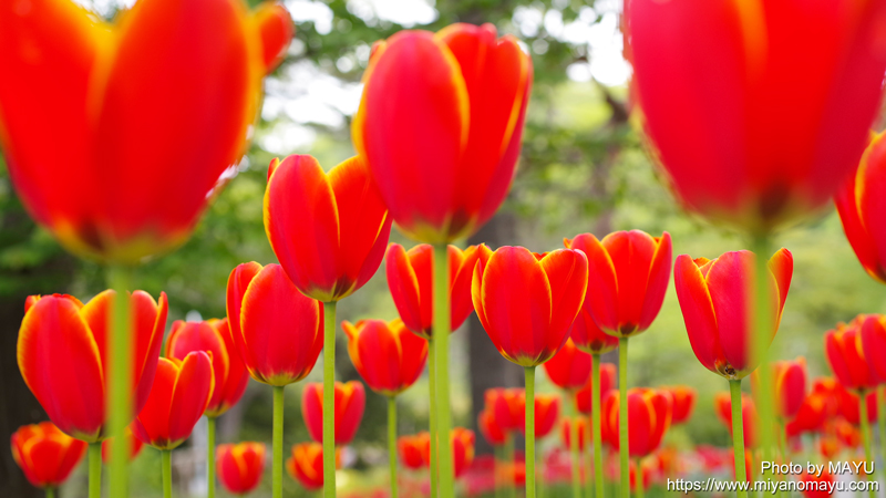 夏日一歩手前の札幌 チューリップ ライラック ハナズオウの花写真 北の暮らし 札幌 宮の森から