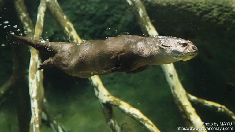 【写真の力】泳いでいるコツメカワウソの秘密の技〜新しい展示場オープン | 北の暮らし ~札幌・宮の森から~