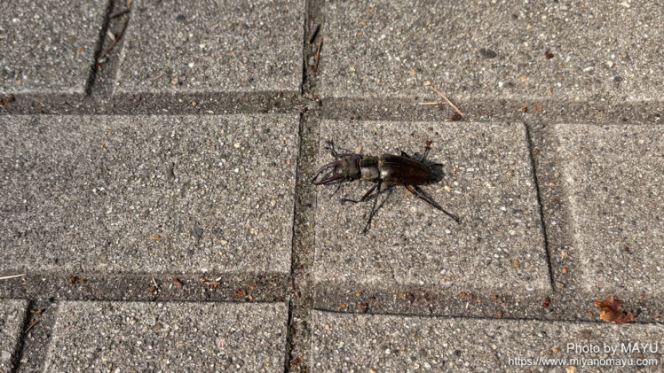 週に2度も遭遇！ミヤマクワガタ | 北の暮らし ～札幌・宮の森から～