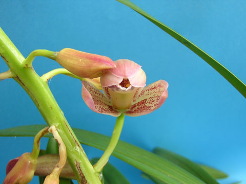 シンビ開花