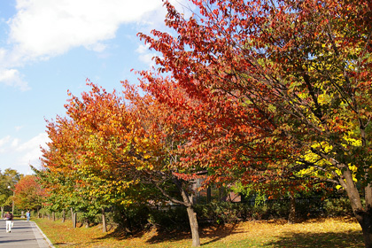 中島公園