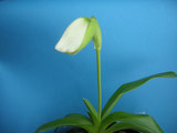 １月５日