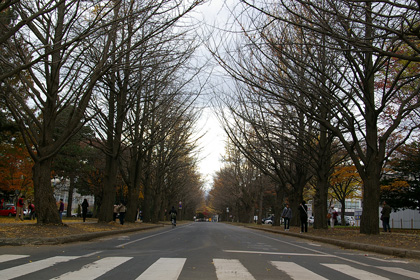 銀杏