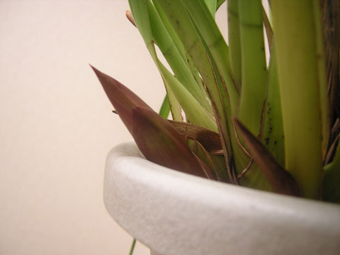 ミニ