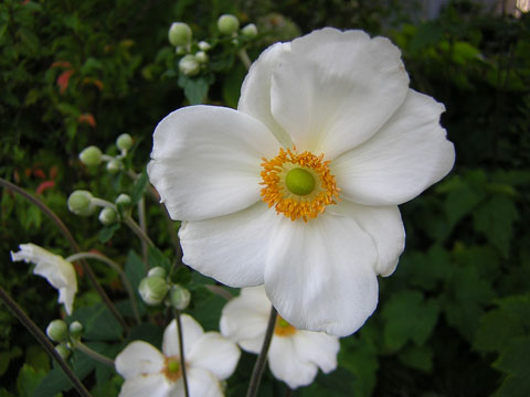 秋明菊