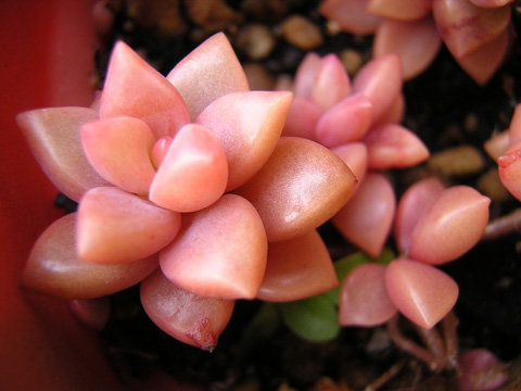 紅葉