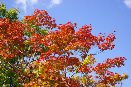 紅葉