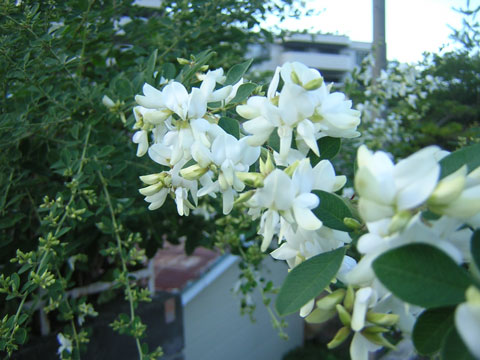 萩