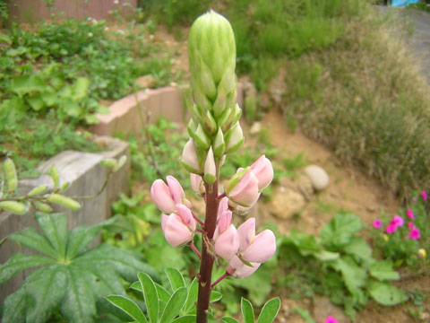 ルピナス花