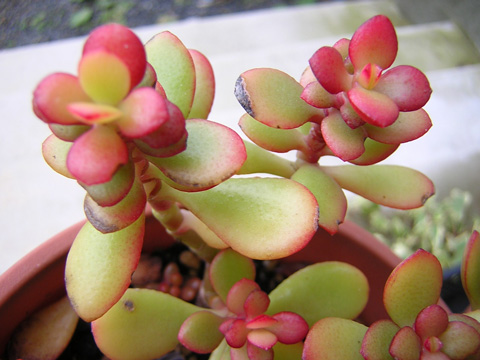 紅葉　３