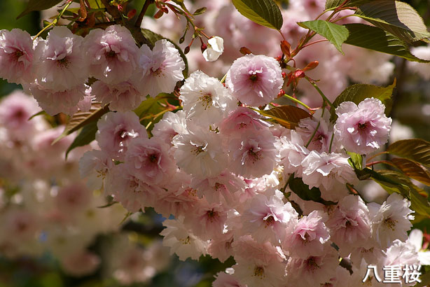 八重桜