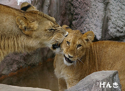 円山動物園 ライオン