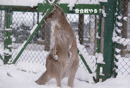 雪合戦