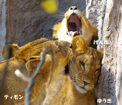 円山動物園 ライオン