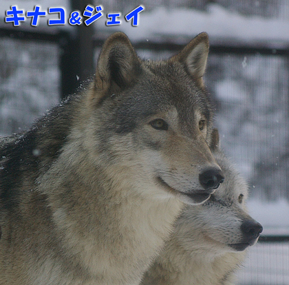 円山動物園　シンリンオオカミ