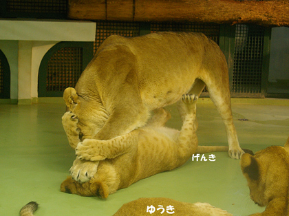 円山動物園 ライオン