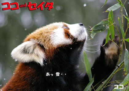 円山動物園-レッサーパンダ