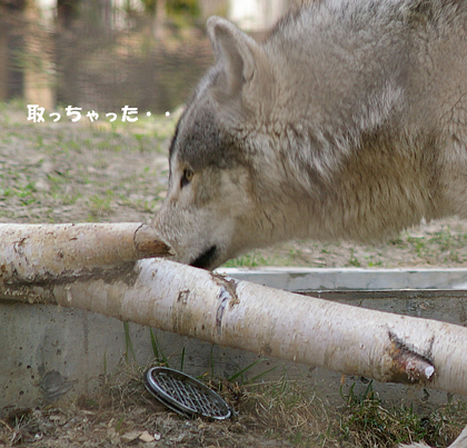 取っちゃった