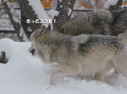 4きっと