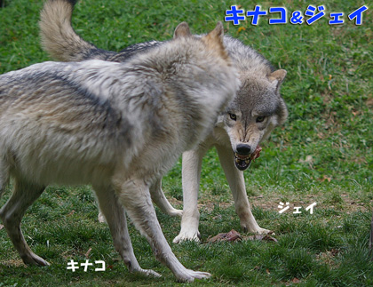 円山動物園-シンリンオオカミ