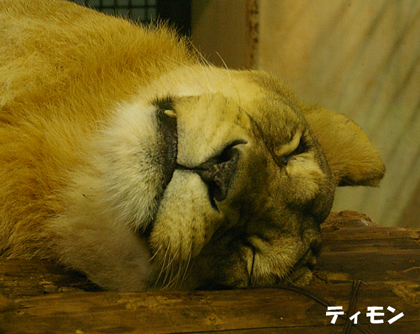 円山動物園　ライオン