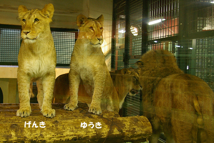 円山動物園　ライオン