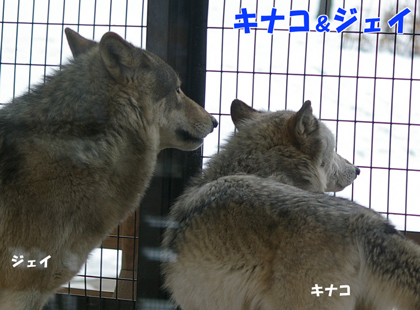 円山動物園　シンリンオオカ